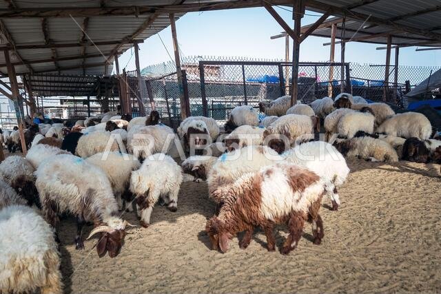 مجموعة من الماعز في مزرعتهم، مزرعة ماعز يأتي إليها الناس لشراء الماعز. الدمام، المملكة العربية السعودية.