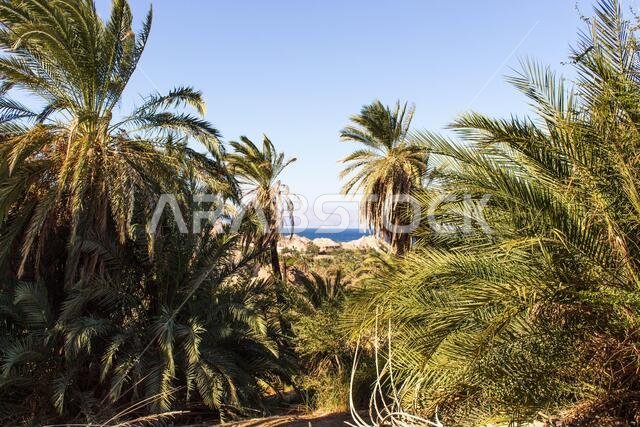 Saudi Arabian farm land