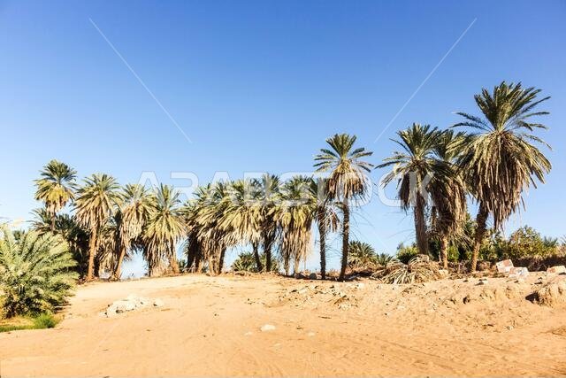 Saudi Arabian farm land