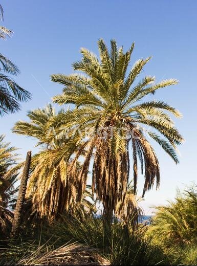 Saudi Arabian farm land