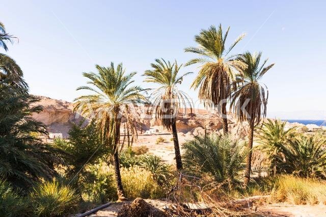 الأراضي الزراعية السعودية