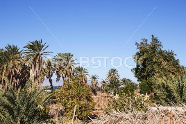 Saudi Arabian farm land
