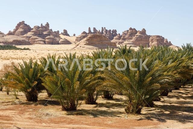 Landscape near Al Ula, Saudi Arabia with date palms