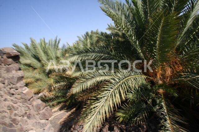 Khaybar to the north of Medina in the Hejaz. Before the advent of Islam in the 7th century CE, indigenous Arabs, as well as Jews,