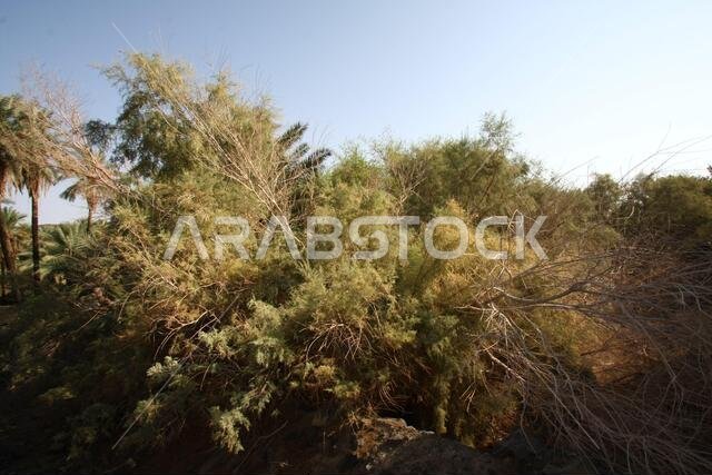 تقع خيبر شمال المدينة المنورة في الحجاز. قبل ظهور الإسلام في القرن السابع الميلادي، كان يسكنها العرب الأصليون، بالإضافة إلى اليهود.