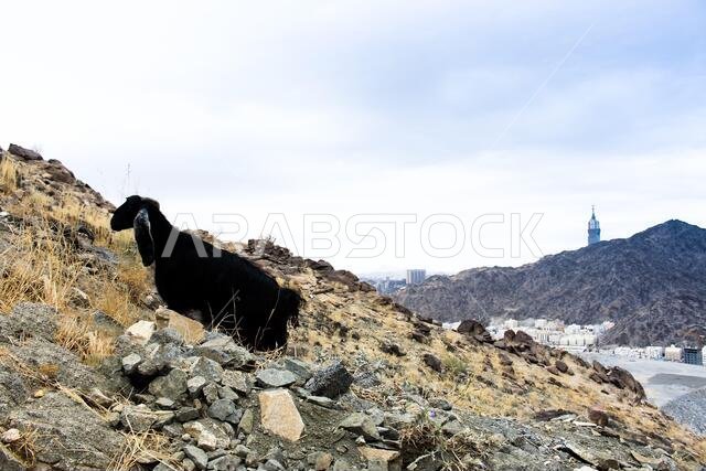 جبل الثور (جبل الثور) بمكة