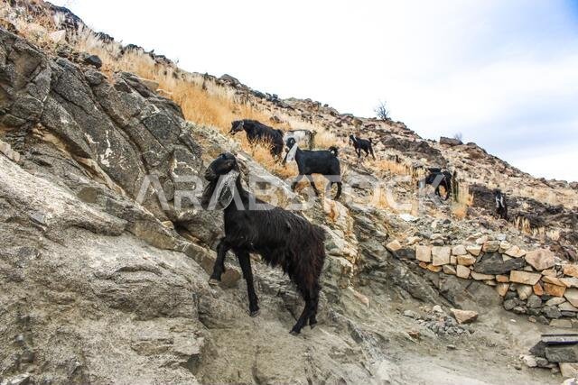 جبل الثور (جبل الثور) بمكة