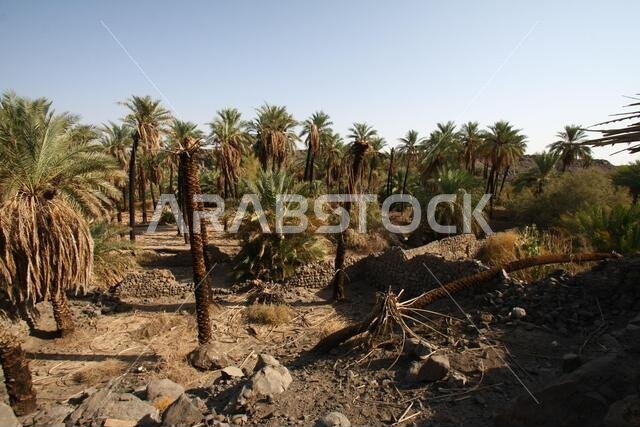 تقع خيبر شمال المدينة المنورة في الحجاز. قبل ظهور الإسلام في القرن السابع الميلادي، كان يسكنها العرب الأصليون، بالإضافة إلى اليهود.