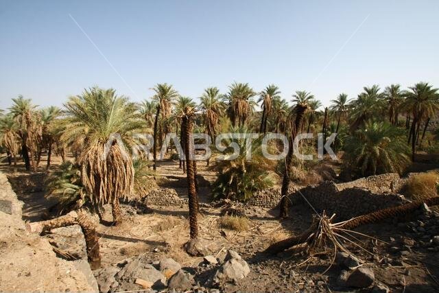 تقع خيبر شمال المدينة المنورة في الحجاز. قبل ظهور الإسلام في القرن السابع الميلادي، كان يسكنها العرب الأصليون، بالإضافة إلى اليهود. تقع خيبر شمال المدينة المنورة في الحجاز. قبل ظهور الإسلام في القرن السابع الميلادي، كان يسكنها العرب الأصليون، بالإضافة إلى اليهود.