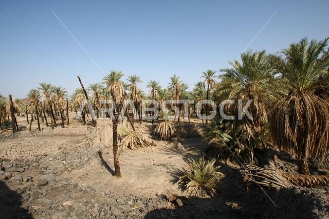 تقع خيبر شمال المدينة المنورة في الحجاز. قبل ظهور الإسلام في القرن السابع الميلادي، كان يسكنها العرب الأصليون، بالإضافة إلى اليهود. تقع خيبر شمال المدينة المنورة في الحجاز. قبل ظهور الإسلام في القرن السابع الميلادي، كان يسكنها العرب الأصليون، بالإضافة إلى اليهود.