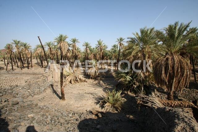 Khaybar to the north of Medina in the Hejaz. Before the advent of Islam in the 7th century CE, indigenous Arabs, as well as Jews,