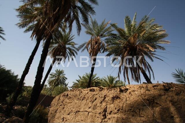 Khaybar to the north of Medina in the Hejaz. Before the advent of Islam in the 7th century CE, indigenous Arabs, as well as Jews,