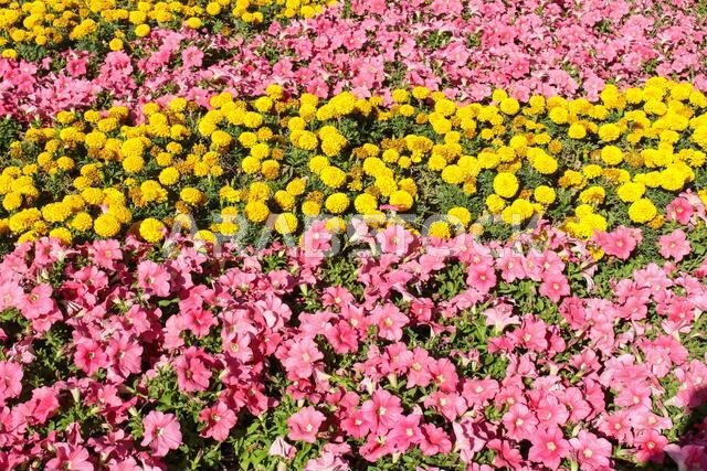 yanbu flower festival