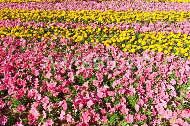 yanbu flower festival