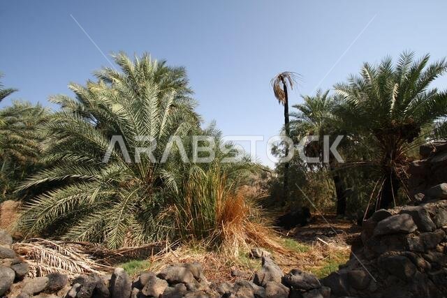 Khaybar to the north of Medina in the Hejaz. Before the advent of Islam in the 7th century CE, indigenous Arabs, as well as Jews,