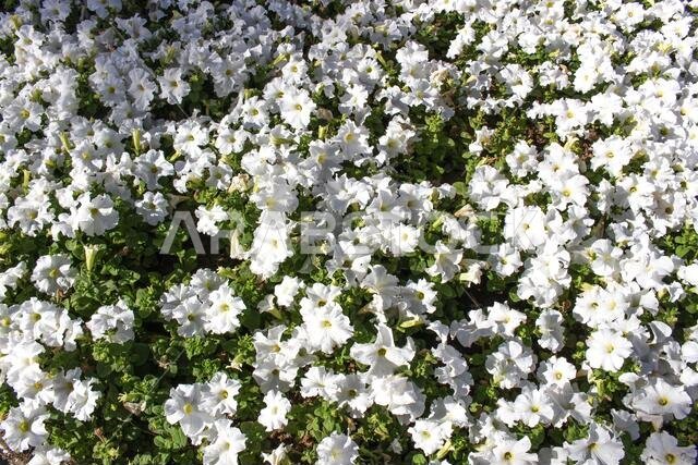 yanbu flower festival