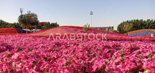yanbu flower festival
