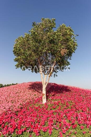 yanbu flower festival