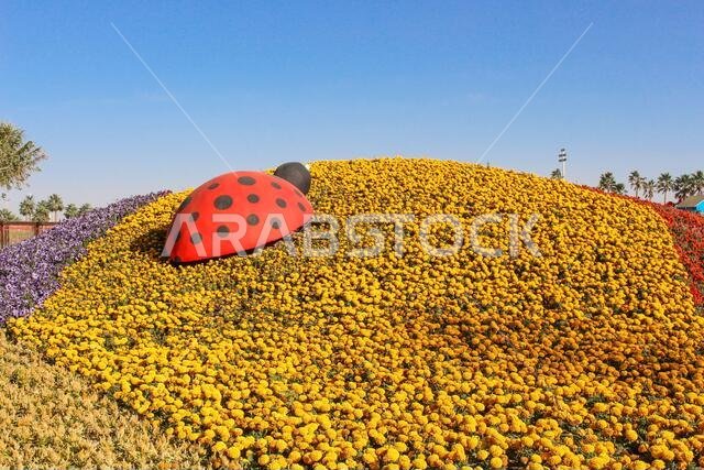 yanbu flower festival