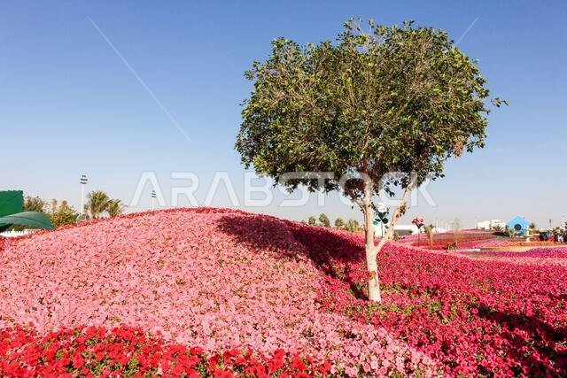 yanbu flower festival