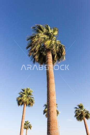 yanbu flower festival