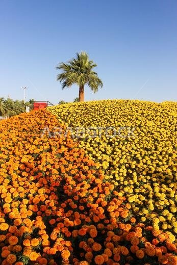 yanbu flower festival