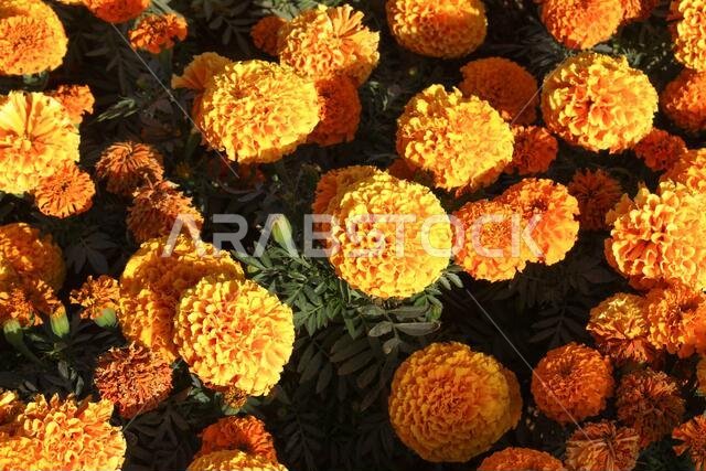 yanbu flower festival