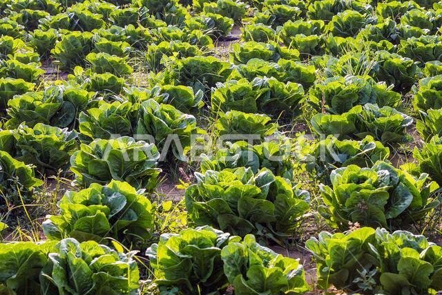 كرنب أخضر طازج ينمو متقارباً في حقل زراعي في الدمام، المملكة العربية السعودية.