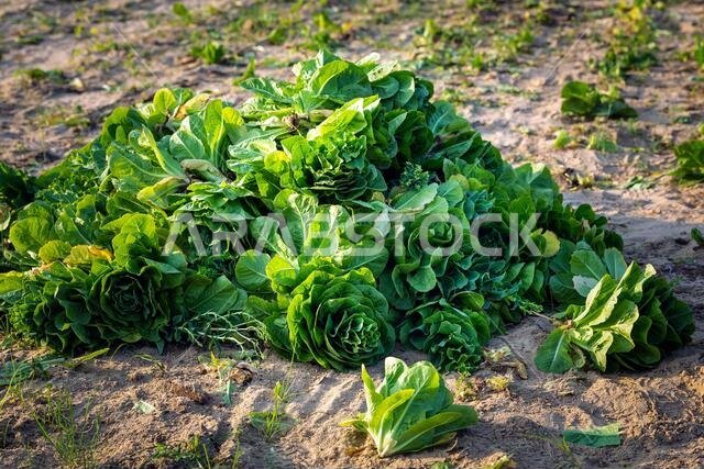 كرنب أخضر طازج معاً في حقل زراعي في الدمام، المملكة العربية السعودية. كرنب أخضر طازج معاً في حقل زراعي في الدمام، المملكة العربية السعودية.