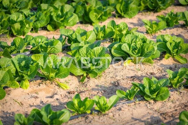 كرنب أخضر طازج ينمو متقارباً في حقل زراعي في الدمام، المملكة العربية السعودية.