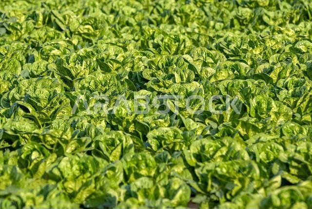 Fresh green Cabbage growing close together in the farm field at Dammam, Saudi Arabia.