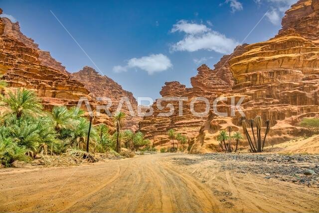 Wadi Al Disah oasis in Tabuk Province, Saudi Arabia
