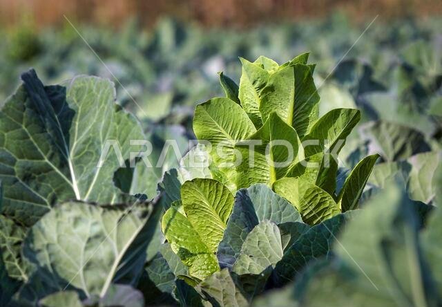 Fresh green Cabbage growing close together in the farm field at Dammam, Saudi Arabia.