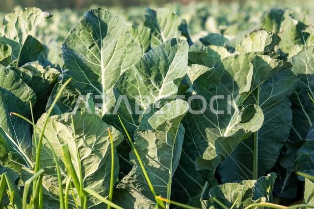 كرنب أخضر طازج ينمو متقارباً في حقل زراعي في الدمام، المملكة العربية السعودية.