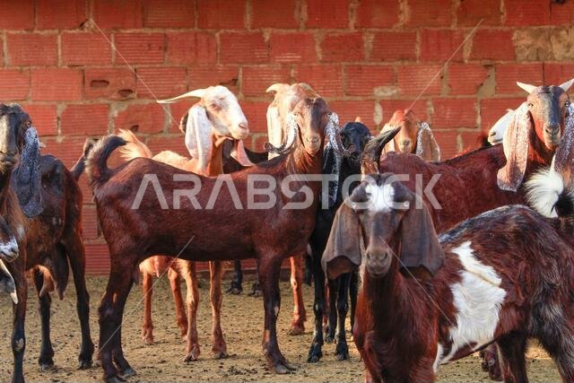 Goat Farm Desert Saudi Arabia