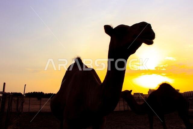 sunset  with jeddah landscapes
