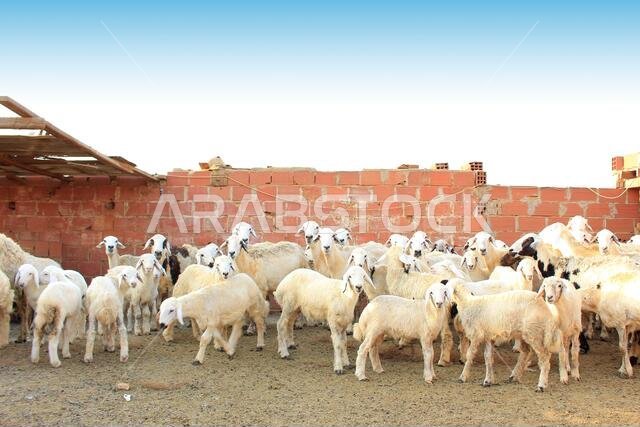 Goat Farm Desert Saudi Arabia