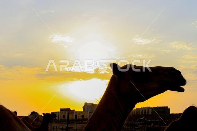 sunset  with jeddah landscapes