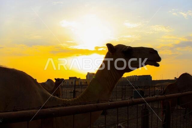 sunset  with jeddah landscapes