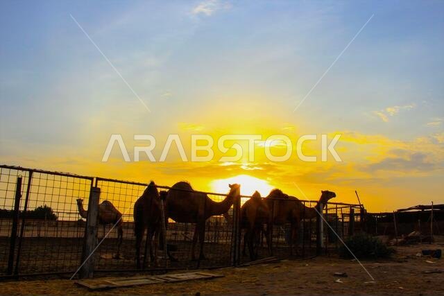 sunset  with jeddah landscapes