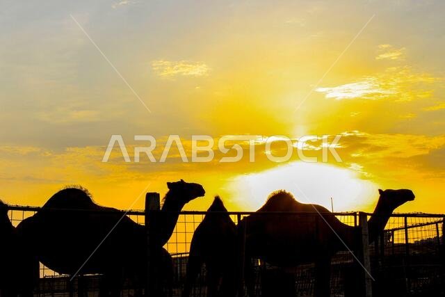 sunset  with jeddah landscapes