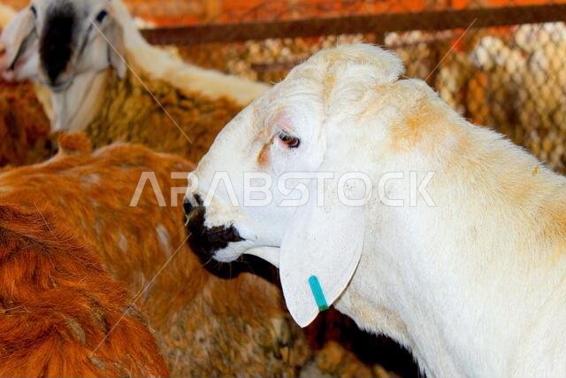 Goat Farm Desert Saudi Arabia