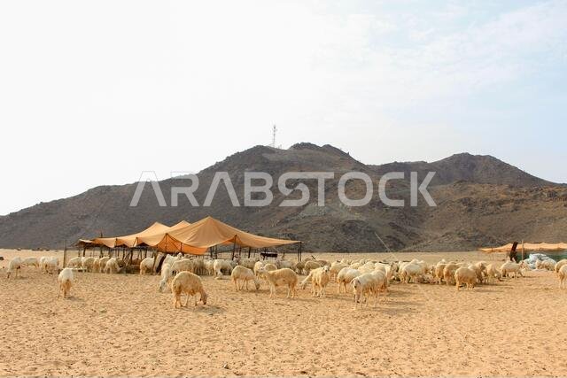 مزرعة ماعز صحراوية في المملكة العربية السعودية