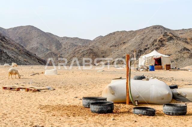 مزرعة ماعز صحراوية في المملكة العربية السعودية