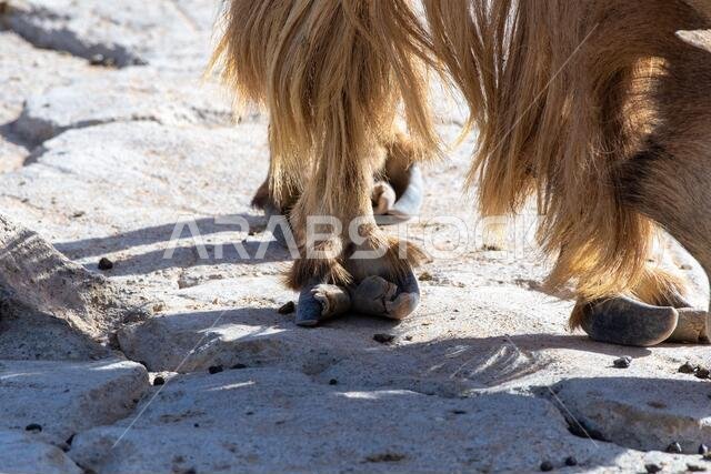 A Barbary Sheep  (Ammotragus lervia) foot or hoof close up