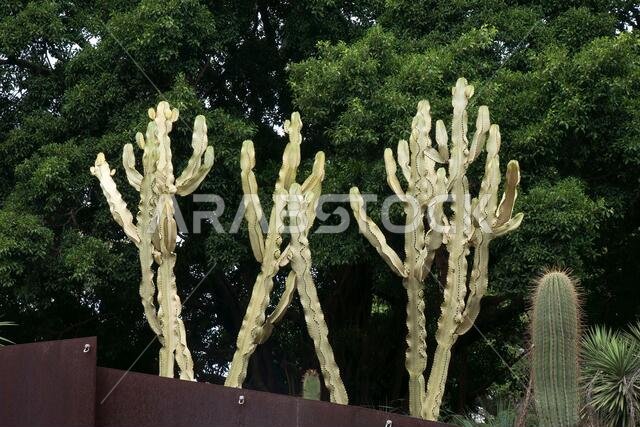 سيدني، أستراليا، نبات Euphorbia ammak المعروف أيضًا باسم Euphorbia الشمعدان المتنوع أو Euphorbia الشبح، موطنه الأصلي اليمن وشبه الجزيرة العربية السعودية