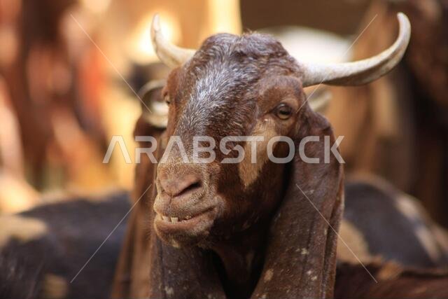 Goat Farm Desert Saudi Arabia