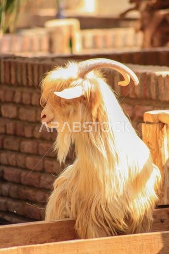 مزرعة ماعز صحراوية في المملكة العربية السعودية