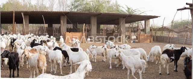 Goat Farm Desert Saudi Arabia