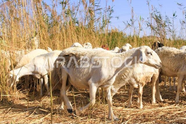 Goat Farm Desert Saudi Arabia